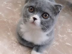 -猫大福·Fortune Cat猫舍(百子湾店)