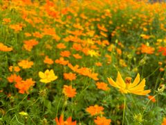 -亚龙湾国际玫瑰谷