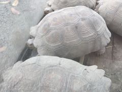 -国色天乡三期陆地乐园