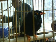 右八哥-到家尝北京菜(西坝河店)