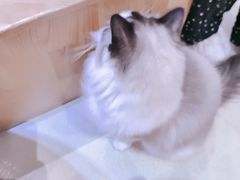 -藏猫猫咖啡主题馆(中央大道店)