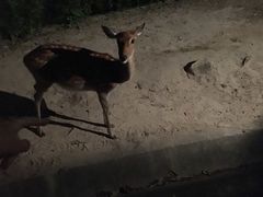 -清迈夜间动物园