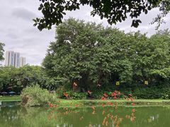 -广州长隆飞鸟乐园