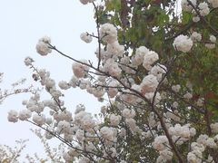 -高东镇樱花园