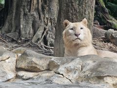 -广州长隆野生动物世界