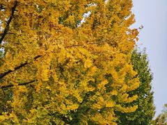 -三里屯东五街银杏大道