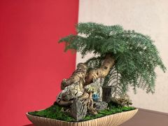 -松鹤楼(狮山永利广场店)