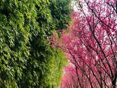 -望江楼公园