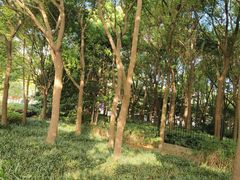 -黄兴公园
