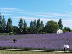 -紫颐香薰山谷景区