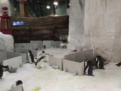 -大连圣亚海洋世界