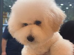 -帕帕拉兹宠物(亚洲旗舰店)