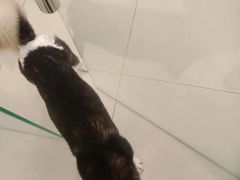 -怪兽屋·羊驼·猫咖·狗咖(俊华广场店)