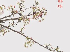 -天适樱花悠乐园