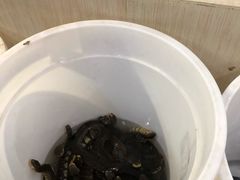 -荔城生鲜盛宴(番禺旗舰店)