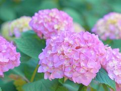 -上海滨江森林公园