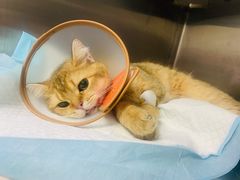 -艾贝尔宠物医院·24H转诊中心·肿瘤猫专科(江宁双龙店)
