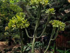 -呀路古热带植物园