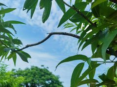 -南国桃园旅游度假区