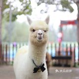 和萌萌哒宠物一起happy吧！