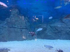 -烟台海昌鲸鲨海洋公园