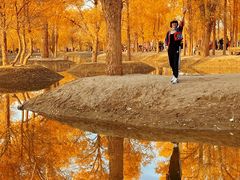 -金塔沙漠胡杨林景区