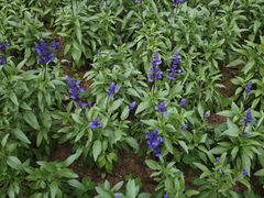 -东南花都花博园