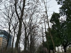 -天鹅湖体育公园