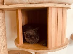 -Heymao猫咖.咖啡厅(东门店)