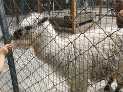 -长白岛森林公园