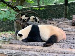 -都江堰中华大熊猫苑