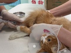 -北京观赏动物医院·24小时大型综合·猫专科·异宠专科