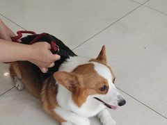 -美联众合动物医院·24h京西诊疗中心