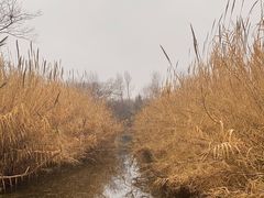 -溱湖国家湿地公园