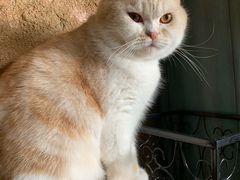 -猫猫幼稚园·撸猫·桌游·电玩