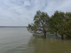 -宝安西湾红树林湿地公园