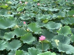 -渌洋湖湿地公园