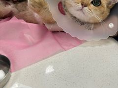 -北京观赏动物医院·24小时大型综合·猫专科·异宠专科