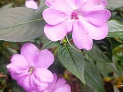 -黑龙江省森林植物园