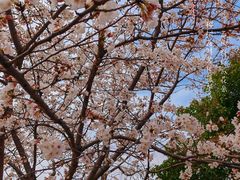 -苏州上方山国家森林公园