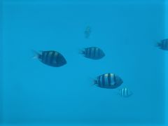 -亚龙湾海底世界
