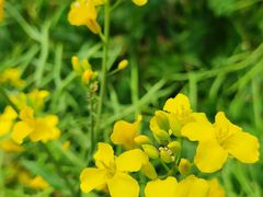 -广富林郊野公园