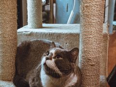 -猫小院猫主题咖啡厅(北锣店)