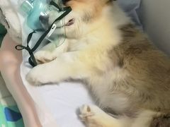 -邢大夫动物医院