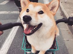 -申普宠物医院·眼科·心内科·影像科(普陀分院)