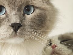 -喵zoo家庭繁育猫舍(尖东智能花园店)