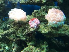 -御唐府海珊瑚主题餐厅