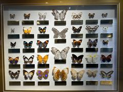 -上海昆虫博物馆