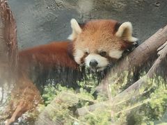 -武汉动物园