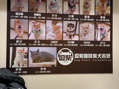 -逗柴咖啡屋·狗咖猫咖宠物桌游